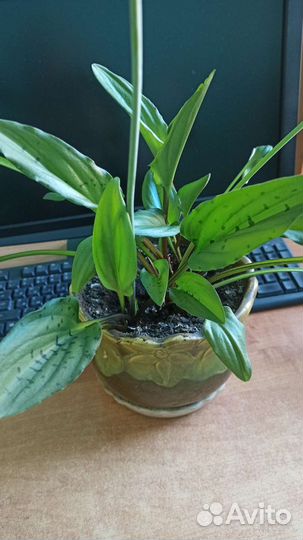 Дримиопсис