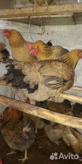 Инкубационное яйцо породы Кучинская Юбилейная