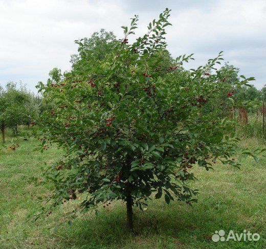 Саженцы Вишни Шалунья