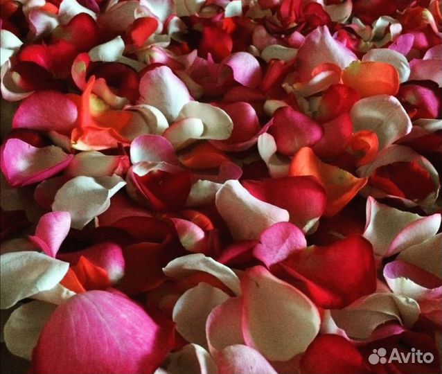Лепестки роз Розы романтик