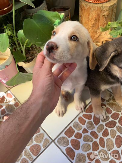 Щенки мальчики в добрые руки