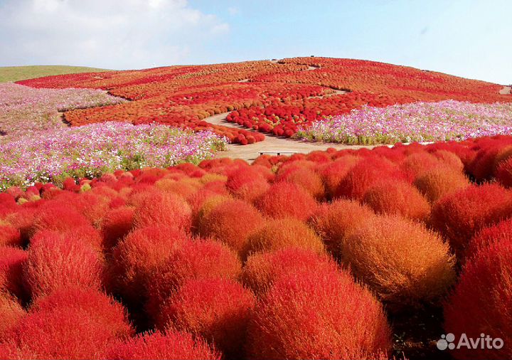 Кохия семена