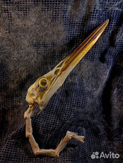 Череп Серой цапли