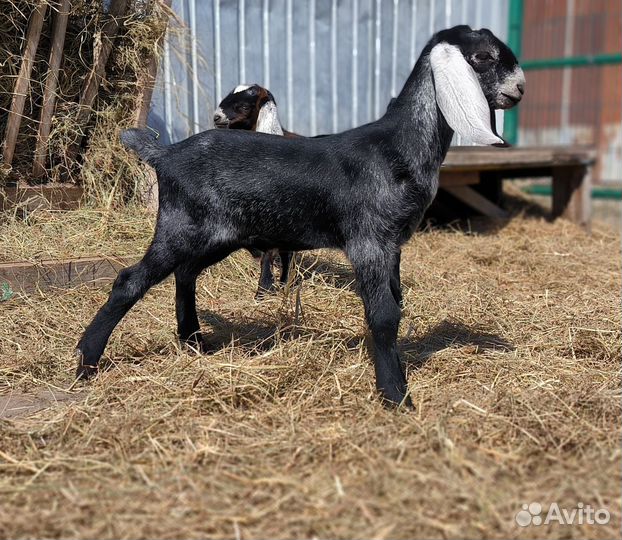Англо нубийский козлик