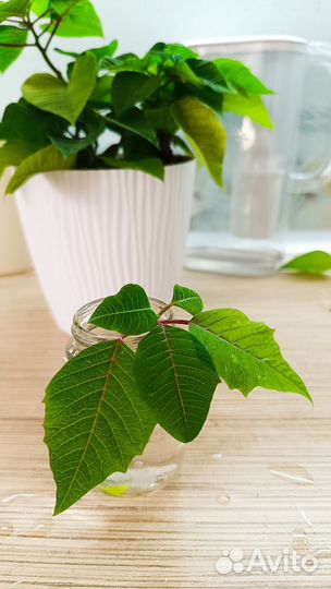 Цветы Пуансеттия рождественская звезда