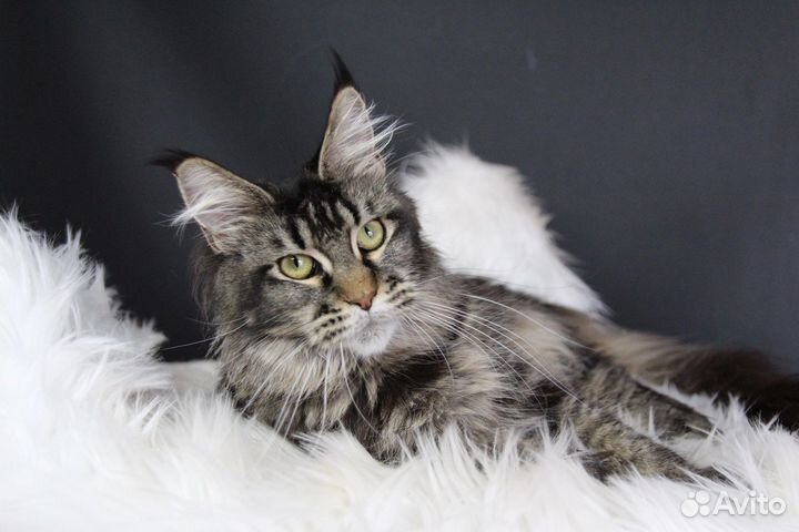 Кошка породы Мейн Кун