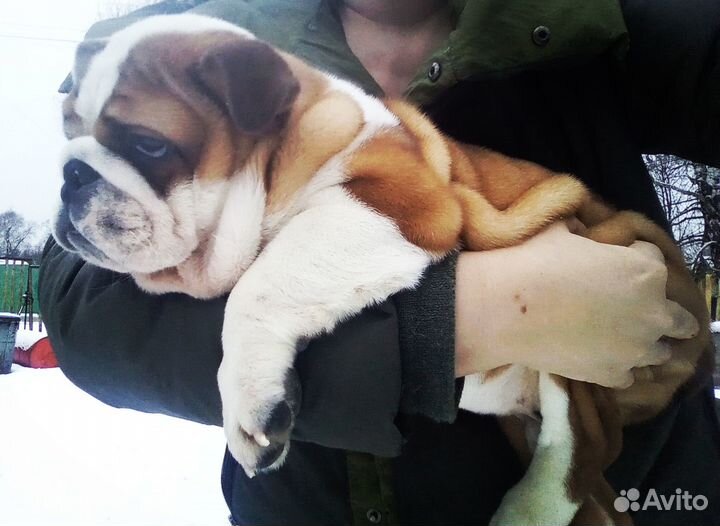 Английский бульдог мальчик