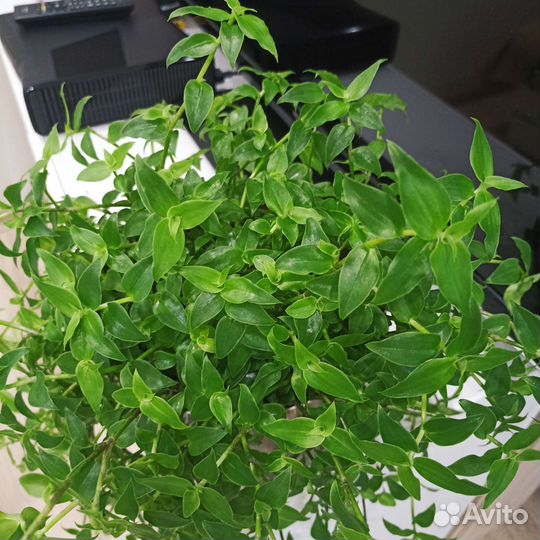 Каллизия, традесканция, комнатные растения, цветы