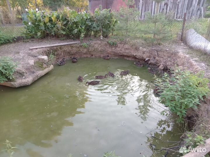 Селезни, подсадных уток