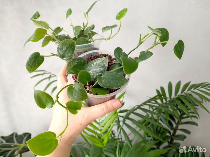 Сциндапсус Сильвер Энн