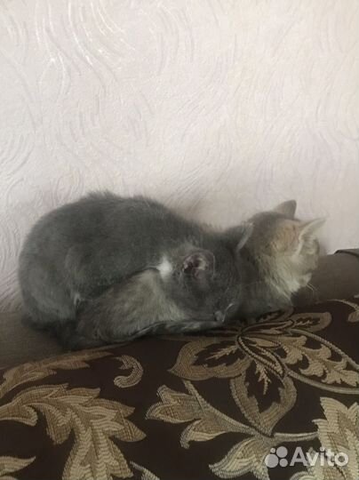 Котята В отличные руки кай и уки