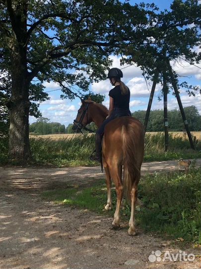 Мерин советско-орловской помеси 2021гр,163см