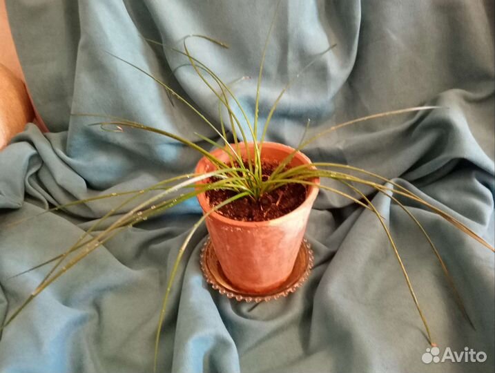 Выскочка белая