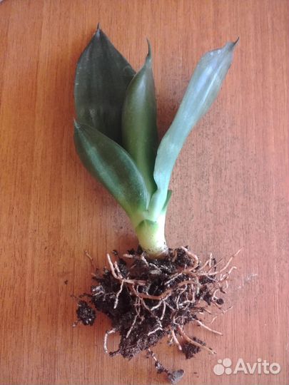 Сансевиерия Ханни Блэк Джейд Черный нефрит
