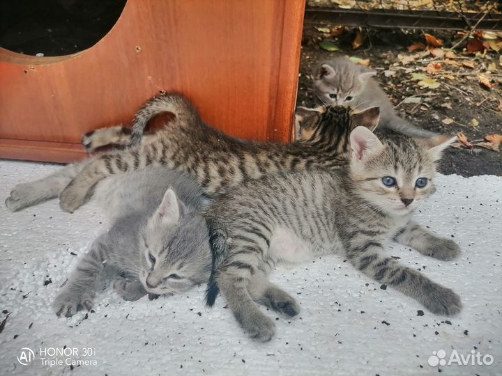 Котята в добрые руки