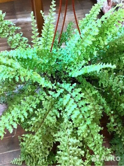 Папоротники нефролеписы