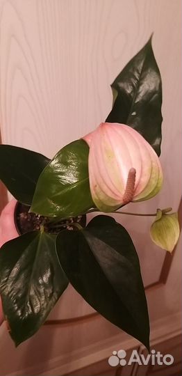 Антуриум Фэнтези Лав 