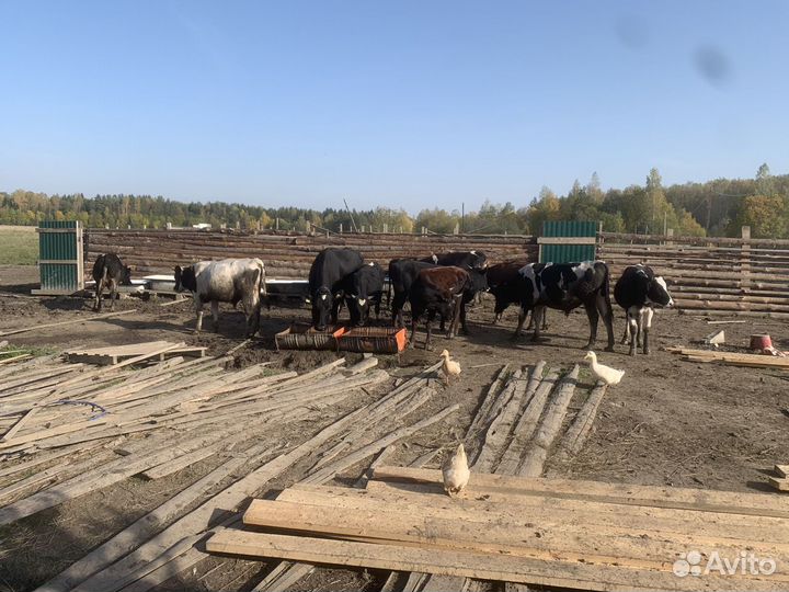 Животноводческая ферма