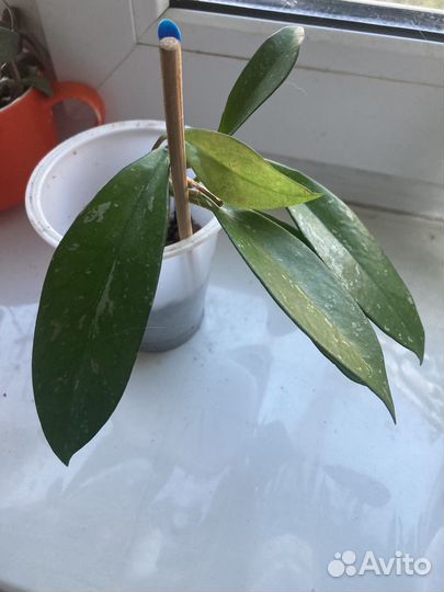 Неприхотливые комнатные растения