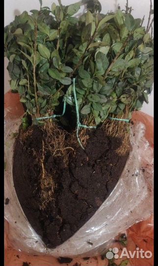 Бирючина саженцы для изгороди окс