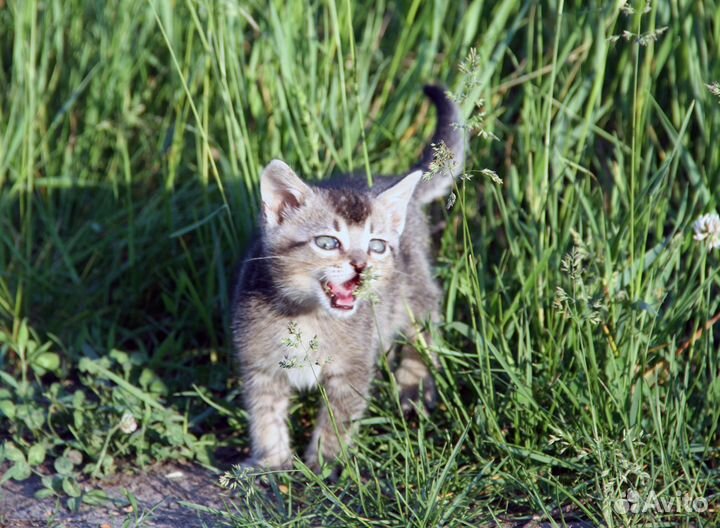 Котик. Около 8 недель