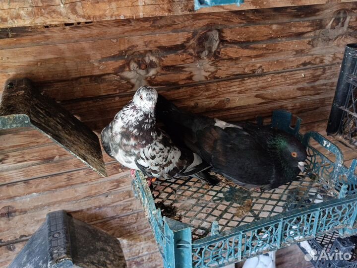 Голуби порода Английский Типплер