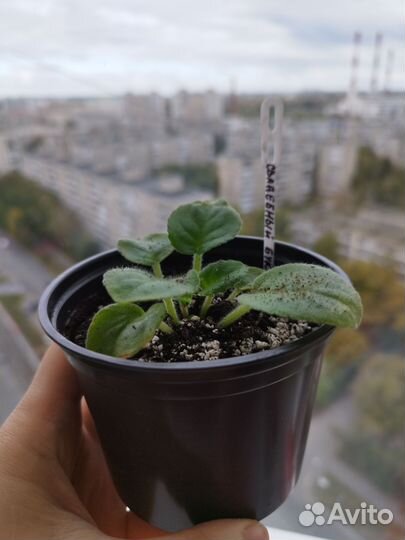 Фиалки детки