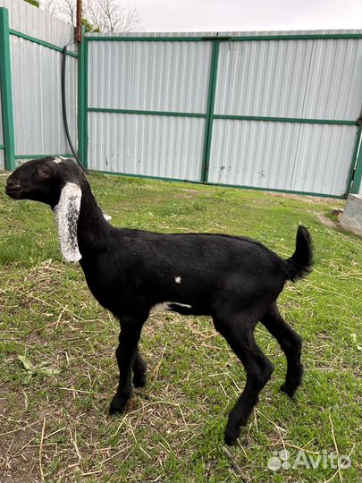 Англо нубийские козы