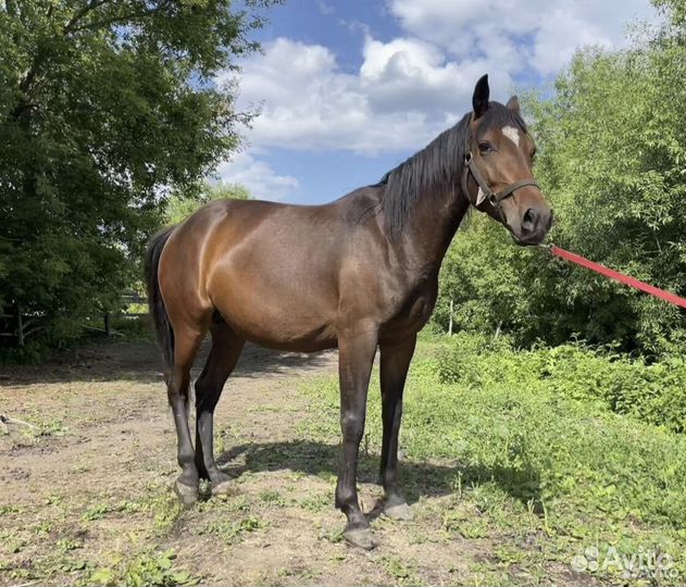 Лошадь жеребая с жеребенком