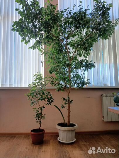 Фикус бенджамина