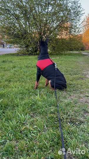 Жилетка для собак