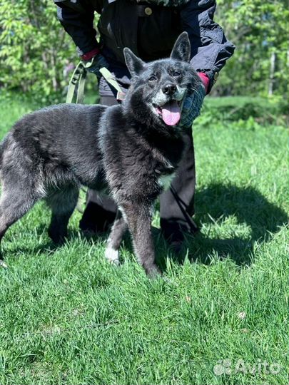 Собака ищет дом