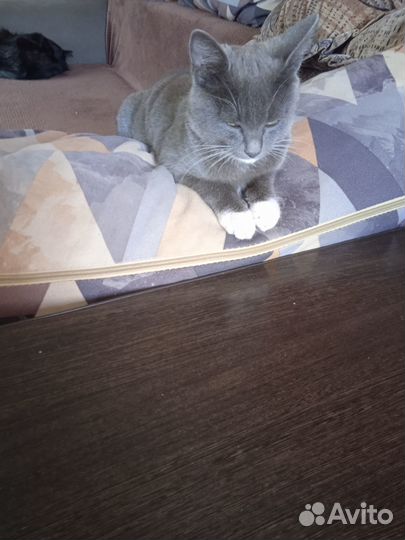 Отдам кошечку