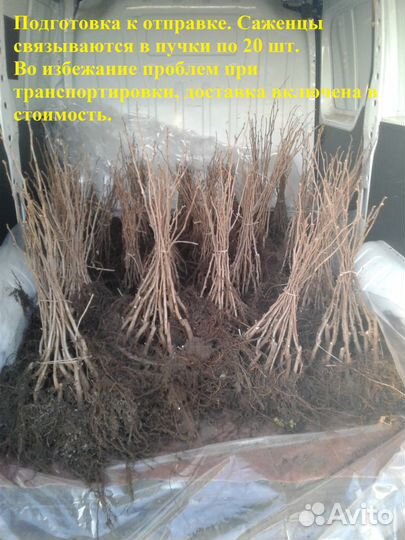 Саженцы ореха фундука