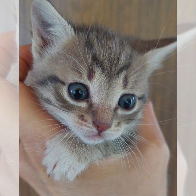 Котёнок в добрые руки