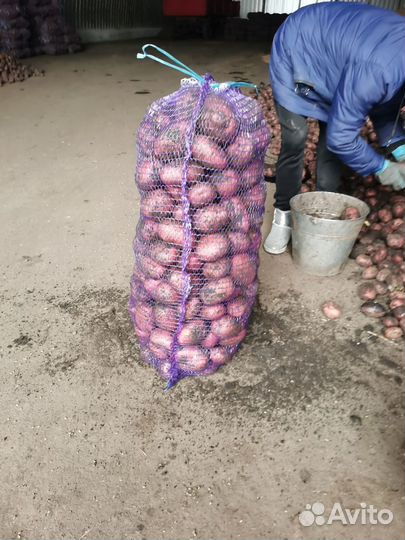 Картофель Коломбо, Пикасо, Балтик Роуз, Бельмондо