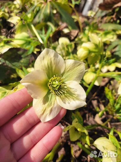 Цветы морозник