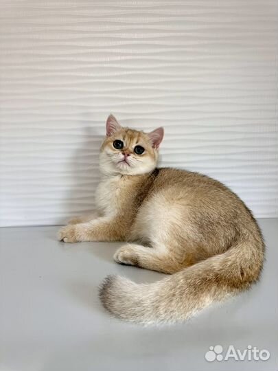 Британские котята