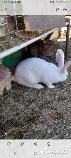 Кролики мясной породы