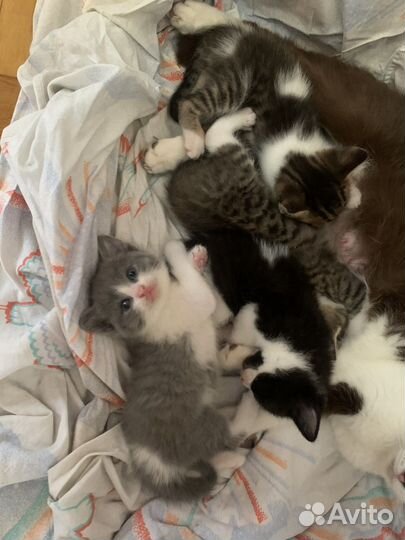 Кошка