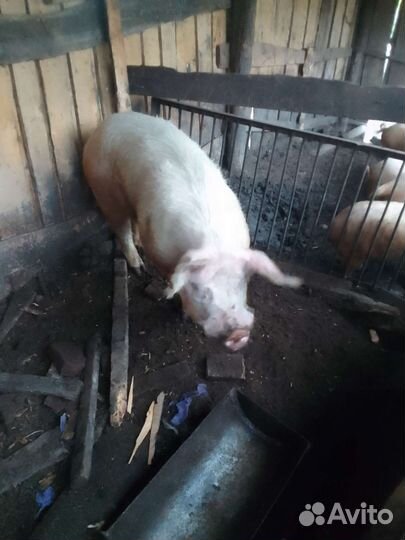 Продам хряка на племя