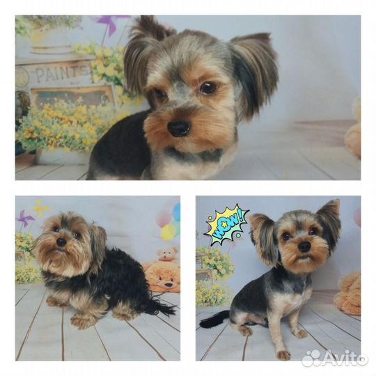 Стрижка собак (груминг) - йорки