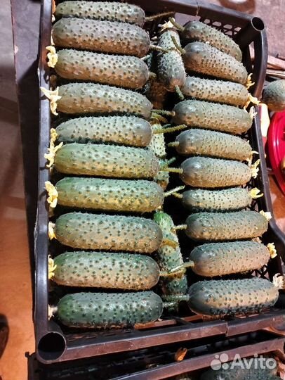 Огурцы свежие