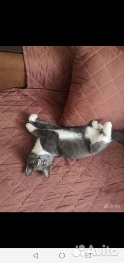 Кошечка ищет новый дом