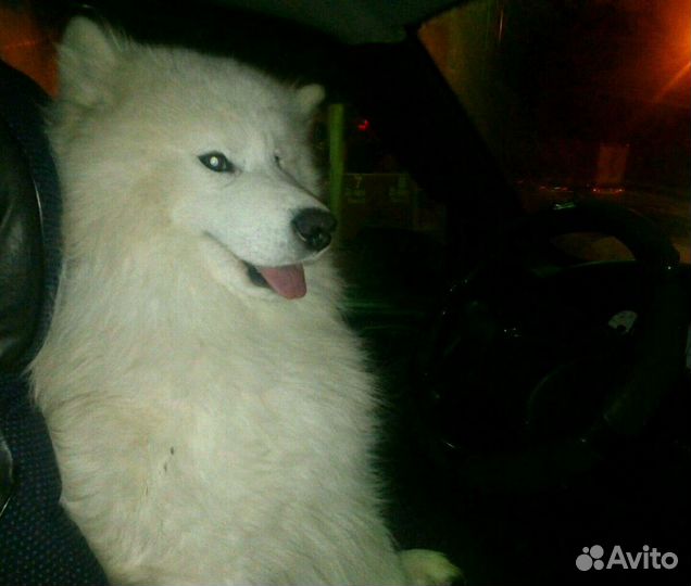 Самоед для вязки