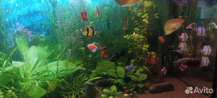 Аквариум