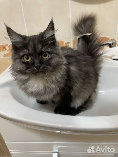 Кошечка красавица