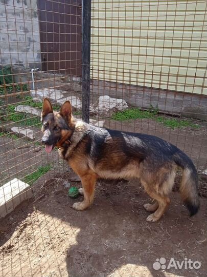 Собака вязка