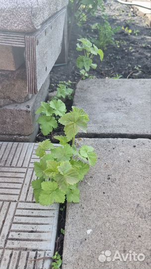 Саженцы черная смородина, малина, крыжовник, сирен