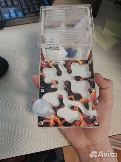 Формикарий муравьиная ферма